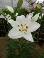 [4373 Snow Patro ST No102.JPG]